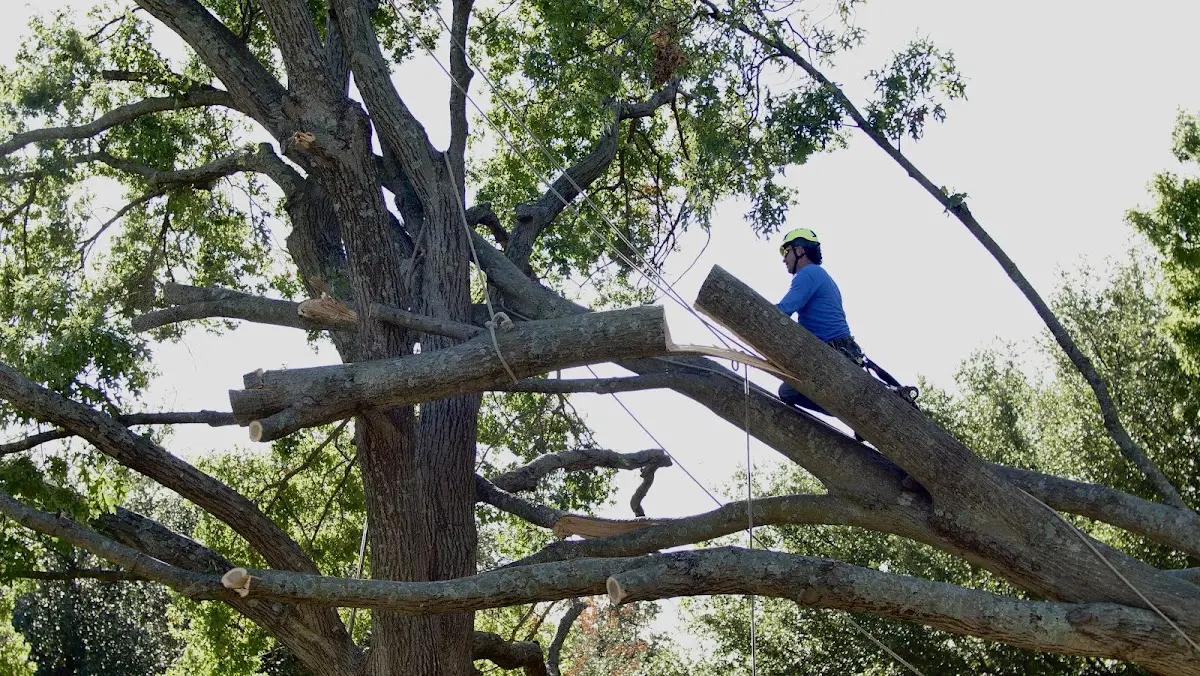 Professional Crown Thinning performed by certified arborists in Saint Johnsbury